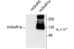 Image no. 1 for anti-Glutamate Receptor, Metabotropic 1 (GRM1) (C-Term) antibody (ABIN372668) (Metabotropic Glutamate Receptor 1 anticorps  (C-Term))