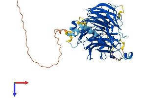 AlphaFold protein structure predicition of Mouse Recombinant Dcaf12 Protein, UniprotID Q8BGZ3