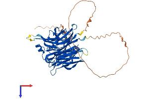 AlphaFold protein structure predicition of Human Recombinant NEU4 Protein, UniprotID Q8WWR8