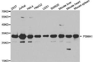 Western blot analysis of extracts of various cell lines, using PSMA1 antibody. (PSMA1 anticorps  (AA 1-263))