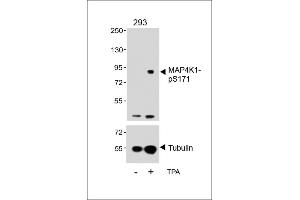 Western blot analysis of lysates from 293 cell line, untreated or treated with T, 200nM, 30 min, using P4K1-p(upper) or Tubulin (lower). (MAP4K1 anticorps  (pSer171))