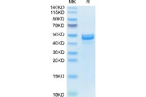 Amphiregulin (AREG) (AA 100-248) protein (Fc Tag)