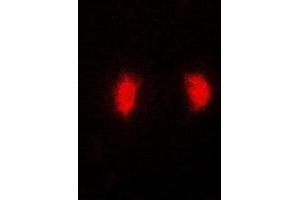Immunofluorescent analysis of MRNP41 staining in MCF7 cells. (RAE1 anticorps)