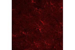 Indirect immunostaining of a PFA fixed rat hippocampus section (dilution 1 : 500).