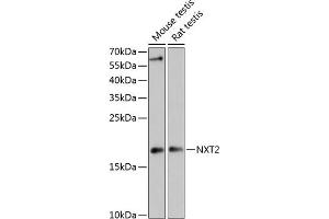 Western blot analysis of extracts of various cell lines, using NXT2 antibody (ABIN6133260, ABIN6144977, ABIN6144978 and ABIN6217951) at 1:3000 dilution. (NXT2 anticorps  (AA 110-180))