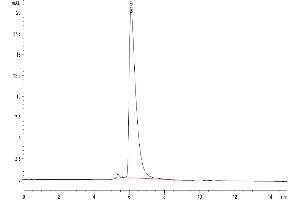 The purity of Human Nectin-1 is greater than 95 % as determined by SEC-HPLC.