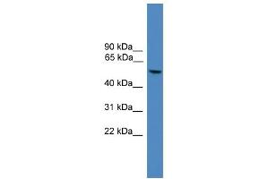 WB Suggested Anti-FOXO4 Antibody Titration:  0. (FOXO4 anticorps  (C-Term))