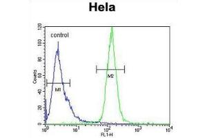 Flow Cytometry (FACS) image for anti-H2A Histone Family, Member Y2 (H2AFY2) antibody (ABIN2995804) (H2AFY2 anticorps)
