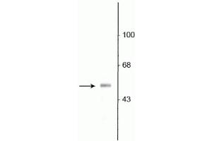 Western blot of rat olfactory bulb lysate showing specific immunolabeling of the ~53 kDa VGAT protein. (SLC32A1 anticorps  (N-Term))