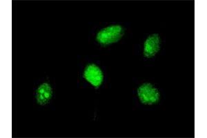 Immunofluorescence of monoclonal antibody to HOXA5 on HeLa cell. (HOXA5 anticorps  (AA 171-270))