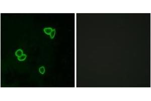 Immunofluorescence (IF) image for anti-Latrophilin 1 (LPHN1) (AA 561-610) antibody (ABIN2890889) (Latrophilin 1 anticorps  (AA 561-610))