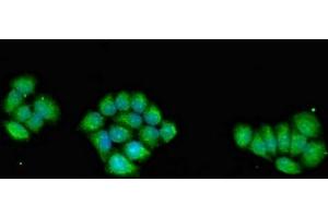 Immunofluorescent analysis of PC-3 cells using ABIN7142682 at dilution of 1:100 and Alexa Fluor 488-congugated AffiniPure Goat Anti-Rabbit IgG(H+L) (PRKAG1 anticorps  (AA 1-331))