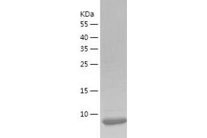 Western Blotting (WB) image for Oncomodulin (OCM) (AA 2-109) protein (His-IF2DI Tag) (ABIN7124261)