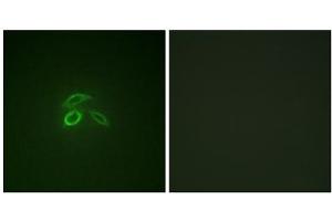 Immunofluorescence analysis of HepG2 cells, using CD227/MUC1 (Phospho-Tyr1229) antibody. (MUC1 anticorps  (pTyr1229))