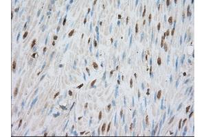 Immunohistochemical staining of paraffin-embedded liver tissue using anti-PDE4A mouse monoclonal antibody. (PDE4A anticorps)