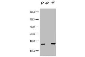 Western Blot analysis of 4T1 VEC 293 cells using Phospho-Histone H2A. (H2AFX anticorps  (pSer139))