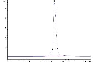 The purity of Mouse WISP1 is greater than 95 % as determined by SEC-HPLC.