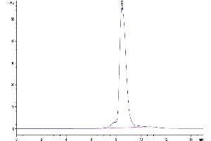 The purity of Mouse WISP1 is greater than 95 % as determined by SEC-HPLC. (WISP1 Protein (AA 23-367) (His tag))