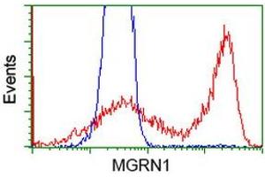 HEK293T cells transfected with either RC208284 overexpress plasmid (Red) or empty vector control plasmid (Blue) were immunostained by anti-MGRN1 antibody (ABIN2454423), and then analyzed by flow cytometry. (Mahogunin RING Finger Protein 1 anticorps)