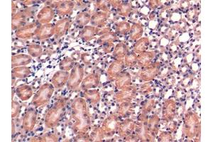 DAB staining on IHC-P; Samples: Mouse Kidney Tissue (ERP29 anticorps  (AA 42-173))