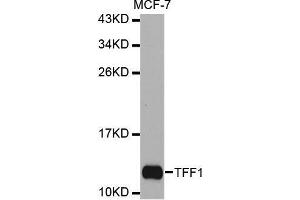 Western blot analysis of extracts of MCF-7 cell line, using TFF1 antibody. (TFF1 anticorps  (pSer2))