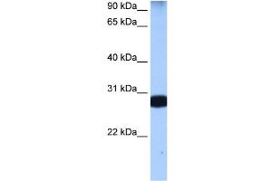 STAU1 antibody used at 0. (STAU1/Staufen anticorps)