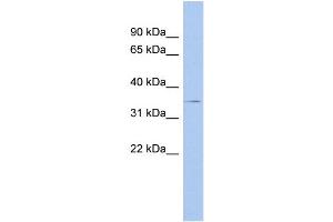 WB Suggested Anti-THPO Antibody Titration: 0. (Thrombopoietin anticorps  (Middle Region))