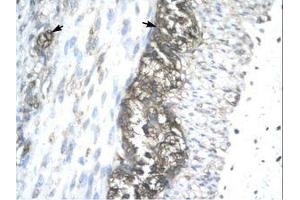 Image no. 1 for anti-Acetyl-CoA Acetyltransferase 2 (ACAT2) (AA 183-232) antibody (ABIN202425)