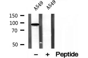 Western blot analysis of extracts of A549 cells, using PBXIP1 antibody. (PBXIP1 anticorps  (C-Term))