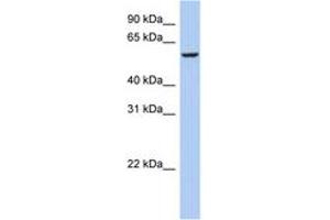 Image no. 1 for anti-F-Box Protein 33 (FBXO33) (AA 431-480) antibody (ABIN6743931)