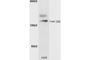 A549 cell lysates probed with Rabbit Anti-FAM135B Polyclonal Antibody (ABIN1386912) at 1:300 overnight in 4˚C. (FAM135B anticorps  (AA 1080-1130))