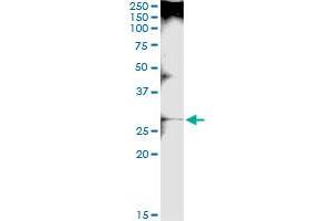Immunoprecipitation of LGALS3 transfected lysate using anti-LGALS3 MaxPab rabbit polyclonal antibody and Protein A Magnetic Bead , and immunoblotted with LGALS3 purified MaxPab mouse polyclonal antibody (B01P) .