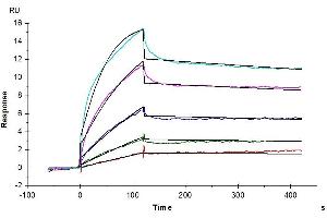 Human EGFR, His Tag captured on CM5 Chip via Anti-His Antibody can bind Human EGF, No Tag with an affinity constant of 0.