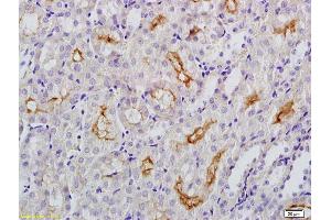 Formalin-fixed and paraffin embedded mouse kidney labeled with Anti-Klotho Polyclonal Antibody, Unconjugated (ABIN681778) at 1:200 followed by conjugation to the secondary antibody and DAB staining