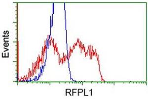 anti-Ret Finger Protein-Like 1 (RFPL1) antibody