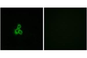 Immunofluorescence analysis of MCF7 cells, using OR2T2/2T35 Antibody. (OR2T2/2T35 anticorps  (AA 201-250))