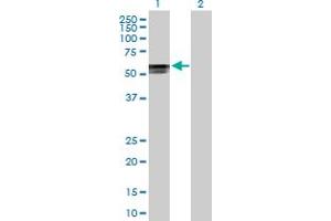 Western Blot analysis of POLR3D expression in transfected 293T cell line by POLR3D MaxPab polyclonal antibody.