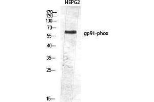 Western Blotting (WB) image for anti-Cytochrome B-245, beta Polypeptide (CYBB) (Internal Region) antibody (ABIN3187891) (CYBB anticorps  (Internal Region))
