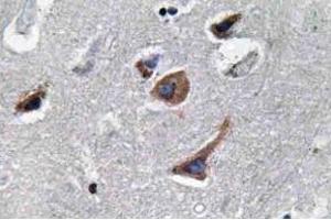 Immunohistochemistry (IHC) analyzes of IL-12A antibody in paraffin-embedded human brain tissue. (IL12A anticorps)