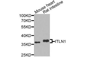 Western blot analysis of extracts of various cell lines, using ITLN1 antibody (ABIN5974359) at 1/1000 dilution. (ITLN1/Omentin anticorps)