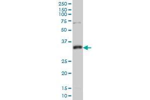 Western Blotting (WB) image for anti-N-Methylpurine-DNA Glycosylase (MPG) (AA 1-90) antibody (ABIN598817) (MPG anticorps  (AA 1-90))