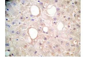 Human liver tissue was stained by Rabbit Anti-FGF-21 (26-47) (H) Antibody