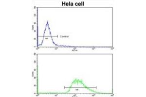 Flow Cytometry (FACS) image for anti-Leiomodin 1 (LMOD1) antibody (ABIN3003829)