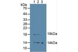 Figure. (Epiregulin anticorps  (AA 30-169))