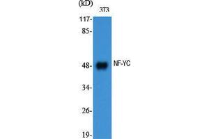 Western Blot (WB) analysis of specific cells using NF-YC Polyclonal Antibody. (NFYC anticorps  (N-Term))