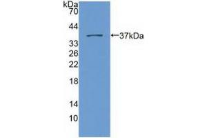 Western blot analysis of recombinant Human Nesp2. (SYNE2 anticorps  (AA 6-296))