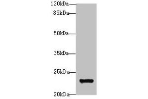 Western blot All lanes: MND1 antibody at 10 μg/mL + Jurkat whole cell lysate Secondary Goat polyclonal to rabbit IgG at 1/10000 dilution Predicted band size: 24 kDa Observed band size: 24 kDa (MND1 anticorps  (AA 2-205))