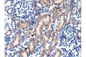 anti-RB-Associated KRAB Zinc Finger (RBAK) (AA 447-496) antibody