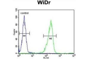Flow cytometric analysis of WiDr cells using IL31 Antibody (N-term) Cat. (IL-31 anticorps  (N-Term))