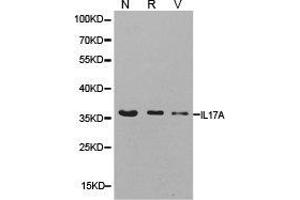Western Blotting (WB) image for anti-Interleukin 17A (IL17A) antibody (ABIN1873195)